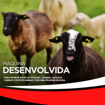 MAQUINA TOSQUIADEIRA DE CARNEIROS/OVINOS 220V